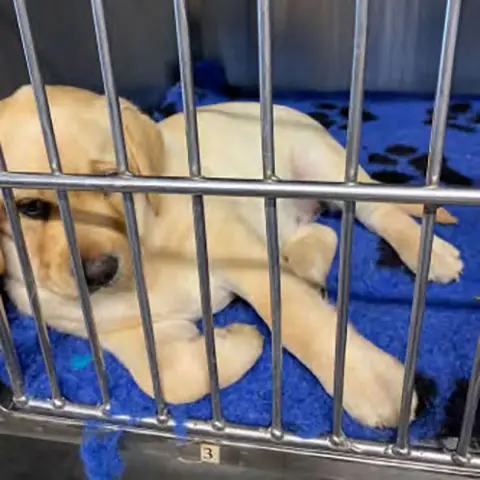 Pup in crate in pet transport vehicle